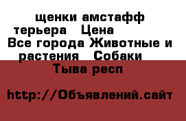 щенки амстафф терьера › Цена ­ 30 000 - Все города Животные и растения » Собаки   . Тыва респ.